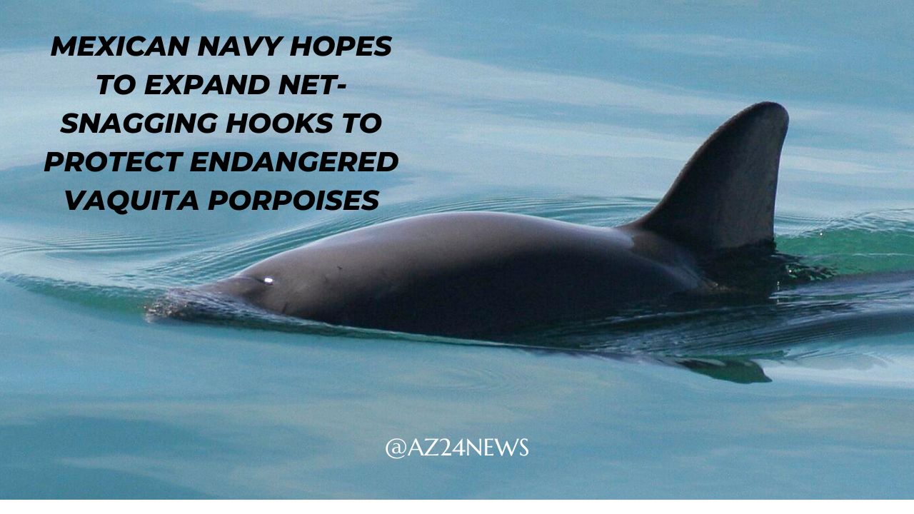 Mexican Navy hopes to expand net-snagging hooks to protect endangered vaquita porpoises